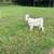 3 Nigerian Dwarf Bucklings 2 thumbnail