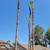 D & A TREE SERVICE FREE ESTIMATES (661)201-4306 11 thumbnail