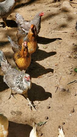 Heritage Delaware (Road island Red ) Blue laced Red Wyandot (Heritage Dominique) 1