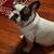 French Bulldog - 2 Years Old 7 thumbnail