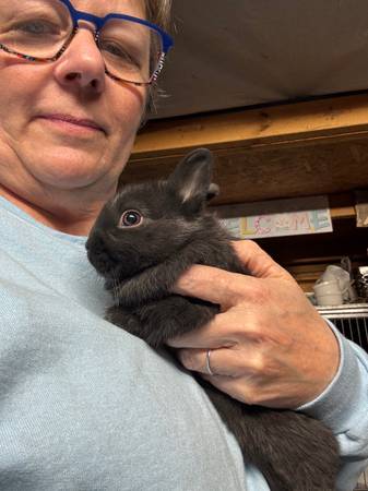 NETHERLAND DWARF RABBITS / BUNNIES 1