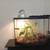 Beautiful ball python with terrarium 2 thumbnail