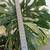 XXL Monstera Thai Constellation Plant 4 thumbnail