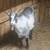 Nanny goats an doeling all four together 3 thumbnail