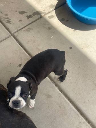 Boston cachorro macho y hembra (Pamdale)63767733189635122