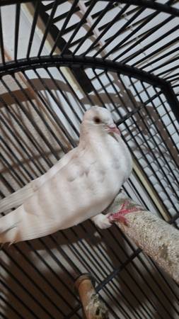 Pigeons rehomeing 1
