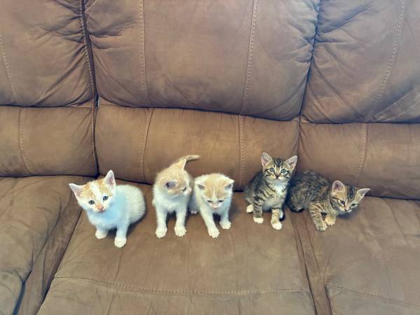 Adorable kittens 1