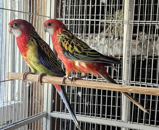 Rosella pairs 1
