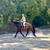 Versatile Warmblood Gelding for Sale 13 thumbnail