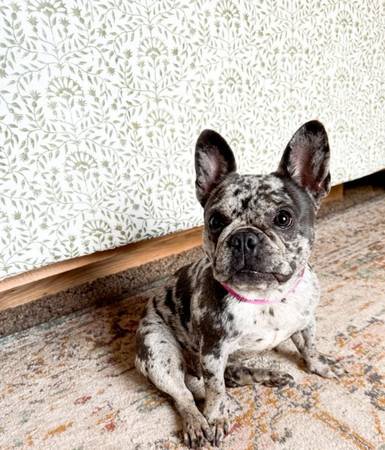 French bulldog maleContact (707590704two)63764016510083120