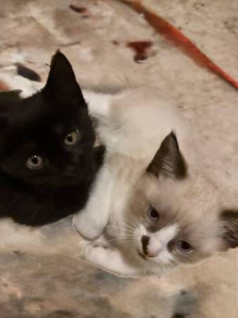 Kittens (3 months old) (South shore near Braintree)63952158512131123