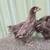 Young Chocolate English Orpington Pair 3 thumbnail