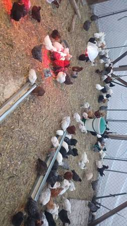 Poultry 1