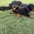 Rottweiler 3mo 6 thumbnail