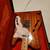 Fender TN-69 / TN-70 Thinline Telecaster Reissue MIJ 6 thumbnail