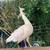 Peafowl - Peacocks 🦚male🦚 3 thumbnail
