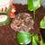 Pacman frogs 3 thumbnail