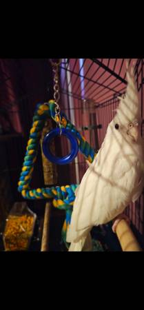 Pure white cockatiel 1