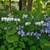 Perennial Potted Plants from my Homestead Gardens 18 thumbnail
