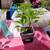 Large Bell Pepper plants  final SALE 5 thumbnail