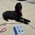 Dog Training Offered! 3 thumbnail