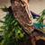 Crested Gecko 4 thumbnail