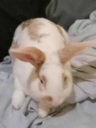 Rabbits (Johnson City)63924600144387120