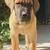 Cane Corso puppies in need of new home 2 thumbnail
