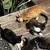 >^^< ADORABLE KITTENS 5 thumbnail