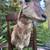 Vintage taxidermy Pronghorn Antelope shoulder mount by a local artist 5 thumbnail