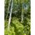 BUILDABLE 1.75 Acres 3 thumbnail
