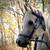 Arabian Mare 3 thumbnail