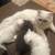 Pure Persian rare doll face and Himalayan kittens 4 thumbnail