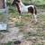 Mini horse stud colt 10 thumbnail