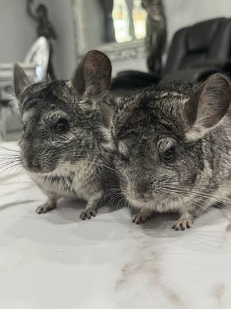 2 Chinchillas para reubicar (Corpus Christi)63622346107651122