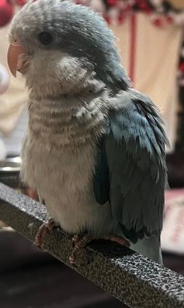 Joven loro cuáquero (Ocala)63861782298497120