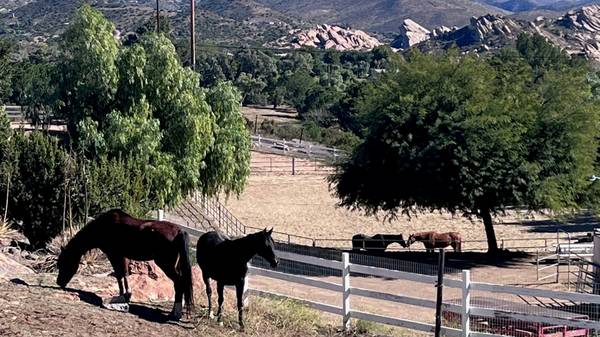 HORSE PASTURE BOARDING 1