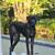Cane Corso Pup 2 thumbnail