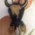 Calf Skull Cowboy tie w/ rattle snake skin & rattles 2 thumbnail