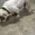 Micro bully 1 thumbnail