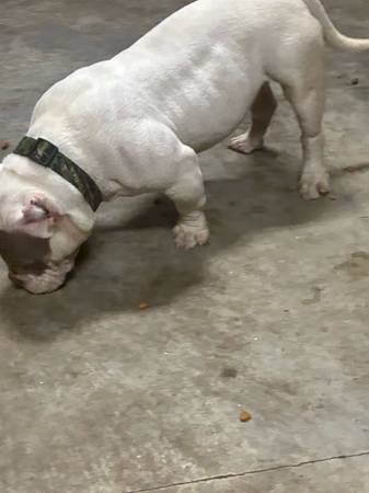 Micro bully 1