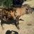 Jersey steer 9 thumbnail