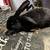 Continental giant rabbit 1 thumbnail