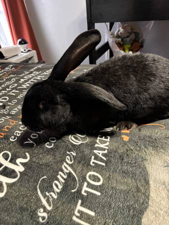 Continental giant rabbit 1