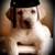 $1200.  SPECIAL BOARD AND TRAIN DOG OBEDIENCE###  OFF LEASH ! 3 thumbnail