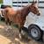 Beautiful 7-year-old Quarter Horse gelding 1 thumbnail