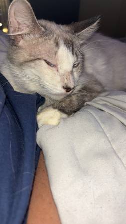 Rehoming cats (Huntsville)64151734291715124