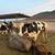 Cows 2 thumbnail