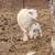 Ewe with baby girl for sale 5 thumbnail