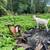 Dwarf dairy goat 1 thumbnail